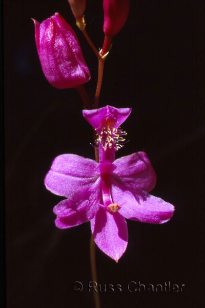Grass Pink Orchid © Russ Chantler
